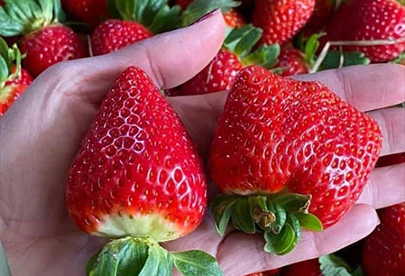 Mua bán Dâu tây Đà Lạt | Giá Dâu tây Đà Lạt | Vườn Dâu tây Đà Lạt