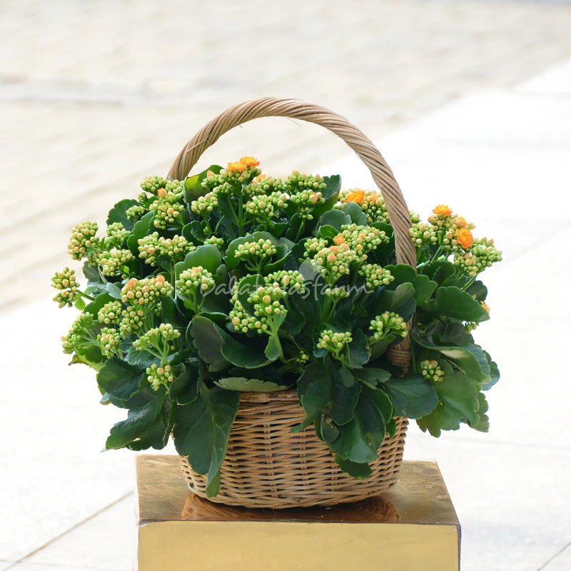 Sống Đời: Nguồn gốc, đặc điểm, ý nghĩa và cách chăm sóc