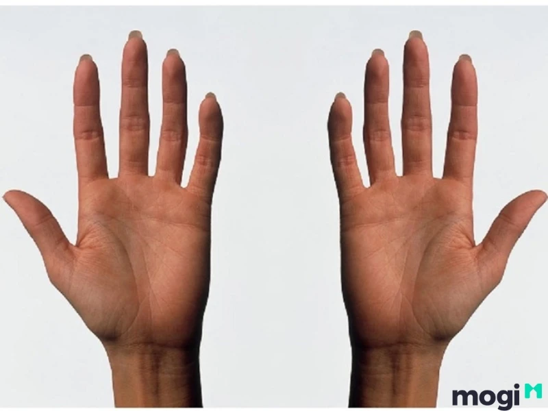 Hoa Tay Là Gì? Luận Đoán Vận Mệnh Của Mỗi Người Qua Cách Bói Hoa Tay