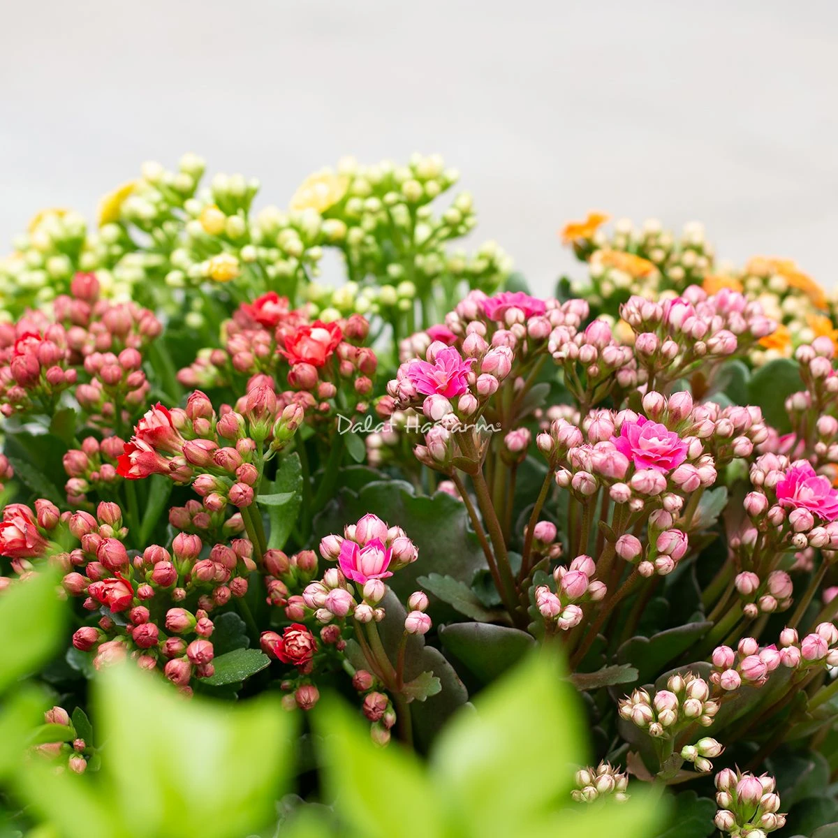 Sống Đời: Nguồn gốc, đặc điểm, ý nghĩa và cách chăm sóc