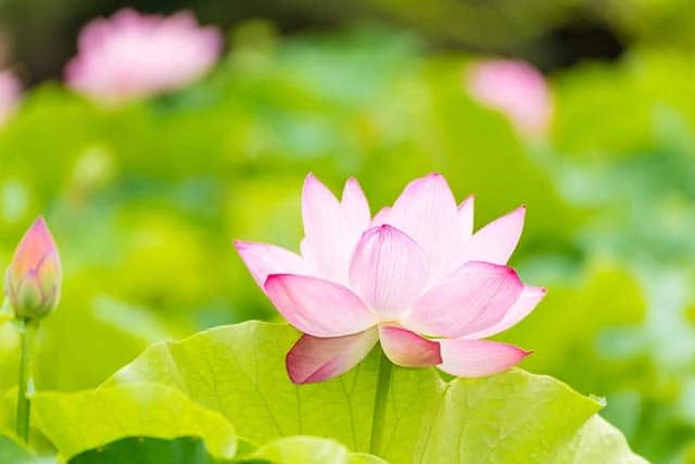 Category Archives: 999 Loài Hoa Đẹp Nhất Làm Say Lòng Người