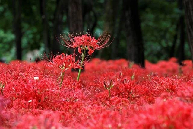 Hoa bỉ ngạn là gì và ý nghĩa của nó trong văn hóa