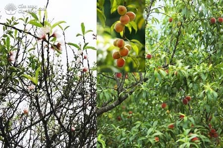 Khám Phá Cây Hoa Đào: Biểu Tượng Văn Hóa Việt Nam