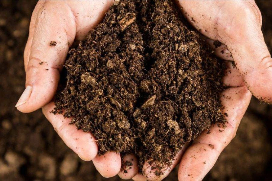 Cách Trồng Dâu Tây Bằng Hạt Dễ Thành Công Nhất