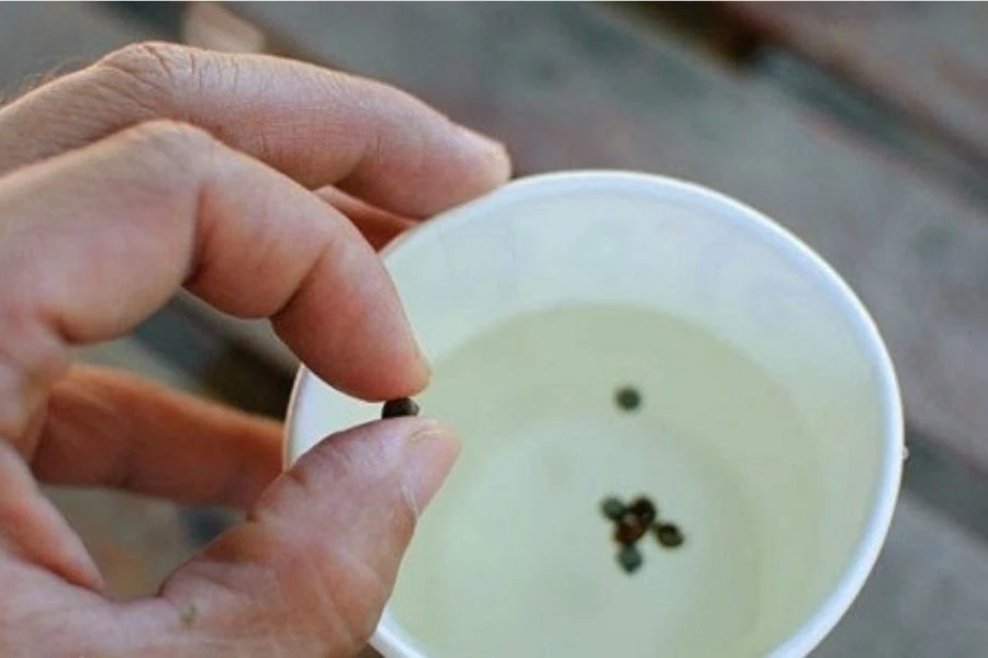 Cách Trồng Dâu Tây Bằng Hạt Dễ Thành Công Nhất