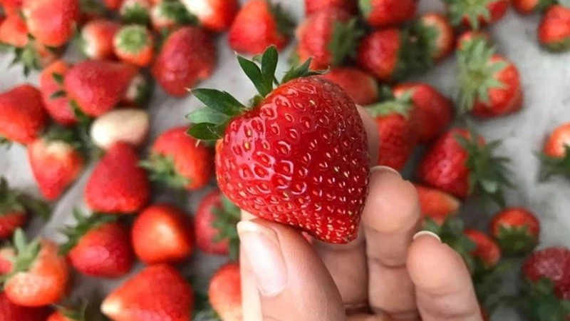 Cách bảo quản dâu tây tươi ngon lâu dài