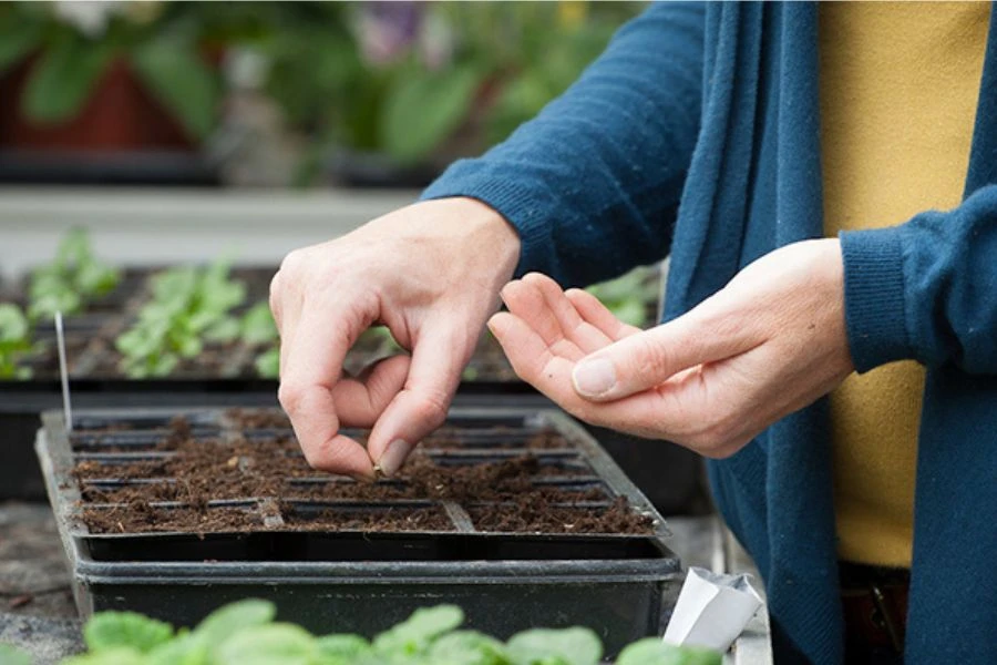 Cách Trồng Dâu Tây Bằng Hạt Dễ Thành Công Nhất