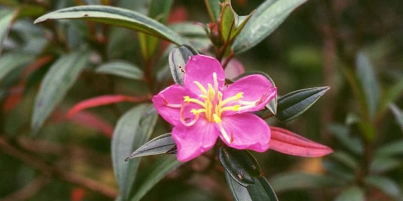 Hoa mua “nàng công chúa ngủ trong rừng” với sắc tím mộng mơ