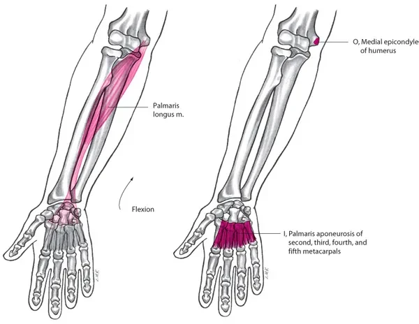 GIẢI PHẪU CHỨC NĂNG CỔ VÀ BÀN TAY. CƠ VÀ HOẠT ĐỘNG CƠ