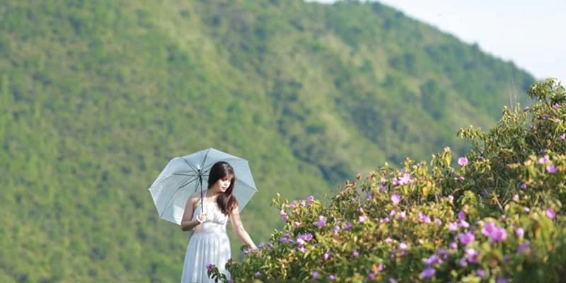 Hoa mua “nàng công chúa ngủ trong rừng” với sắc tím mộng mơ