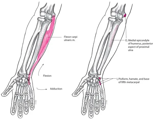 GIẢI PHẪU CHỨC NĂNG CỔ VÀ BÀN TAY. CƠ VÀ HOẠT ĐỘNG CƠ