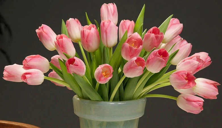 Hoa Tulip Hồng: Tìm hiểu ý nghĩa đặc điểm cách trồng và cách chăm sóc