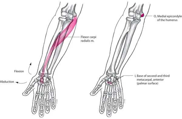 Giải phẫu bàn tay và sự phối hợp các cơ bắp