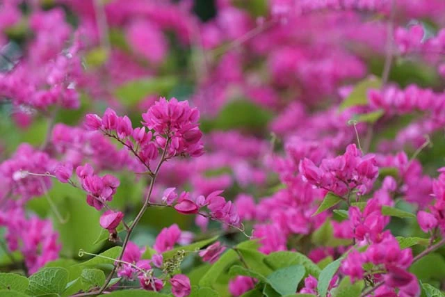 Category Archives: 999 Loài Hoa Đẹp Nhất Làm Say Lòng Người