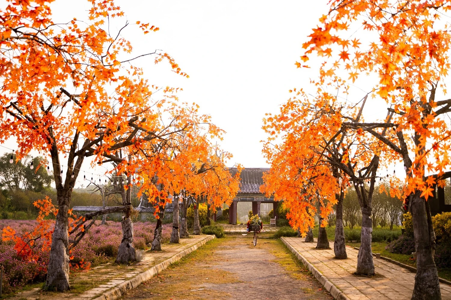 Phim trường Thảo nguyên hoa Long Biên - thiên đường check in sống ảo