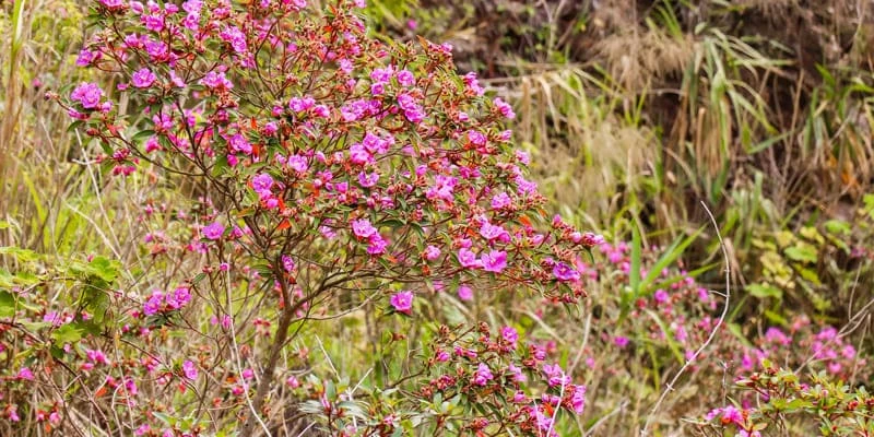 Hoa mua “nàng công chúa ngủ trong rừng” với sắc tím mộng mơ
