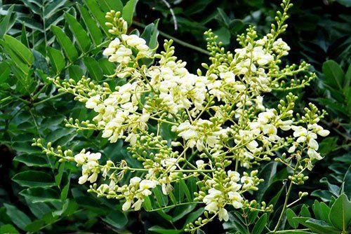 Lợi Ích Sức Khỏe Từ Hoa Hòe Trong Y Học Cổ Truyền