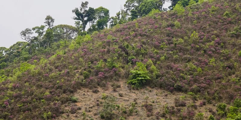 Khám Phá Hoa Mua Đặc Trưng Vùng Núi Kon Tum