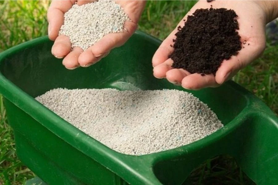 Cách Trồng Dâu Tây Bằng Hạt Dễ Thành Công Nhất