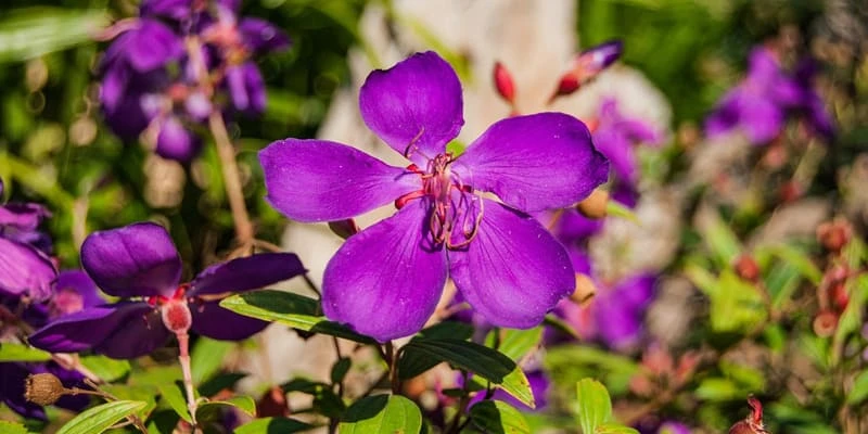 Hoa mua “nàng công chúa ngủ trong rừng” với sắc tím mộng mơ