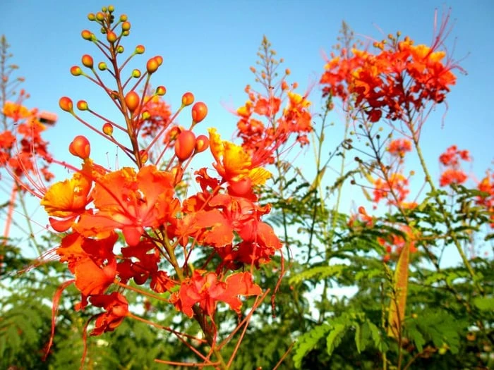 Hình ảnh tuyệt vời về vẻ đẹp của hoa phượng vĩ đỏ thắm