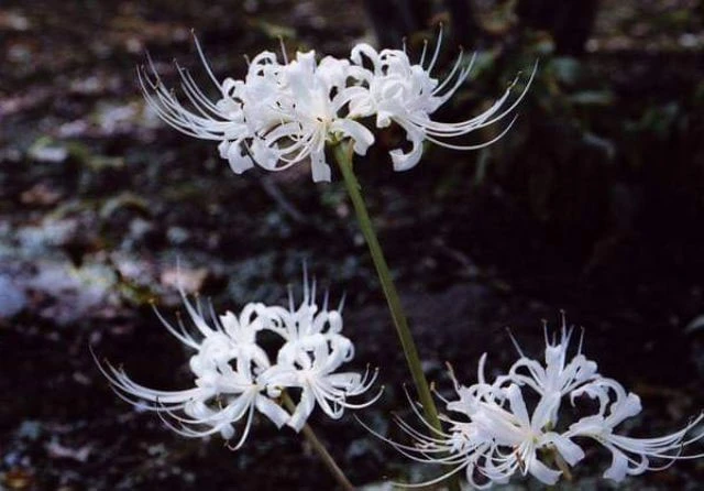 Nguồn gốc và ý nghĩa tâm linh của hoa bỉ ngạn mà không phải ai cũng biết