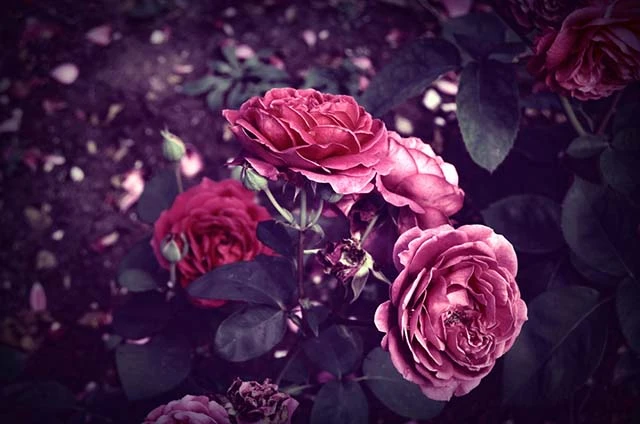 Category Archives: 999 Loài Hoa Đẹp Nhất Làm Say Lòng Người