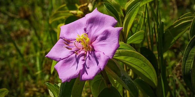 Hoa mua “nàng công chúa ngủ trong rừng” với sắc tím mộng mơ