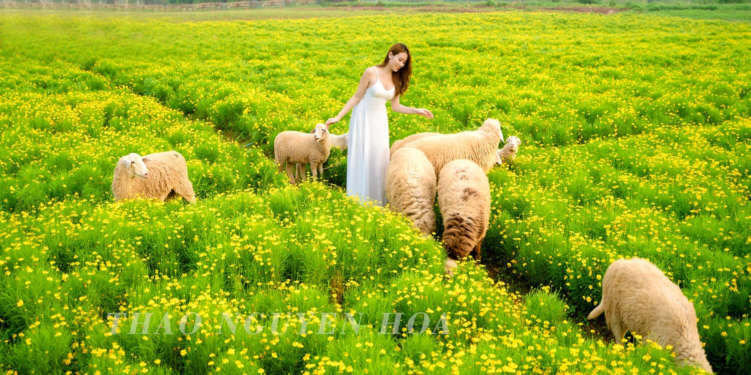 Phim trường Thảo nguyên hoa Long Biên - thiên đường check in sống ảo