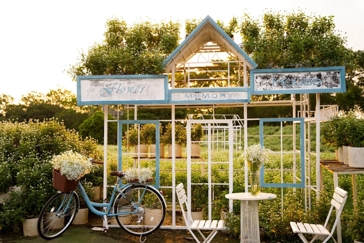 Phim trường Thảo nguyên hoa Long Biên - thiên đường check in sống ảo