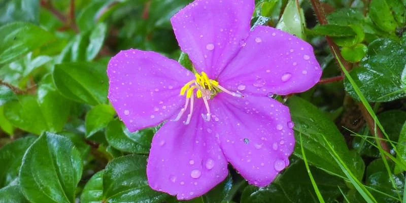 Hoa mua “nàng công chúa ngủ trong rừng” với sắc tím mộng mơ