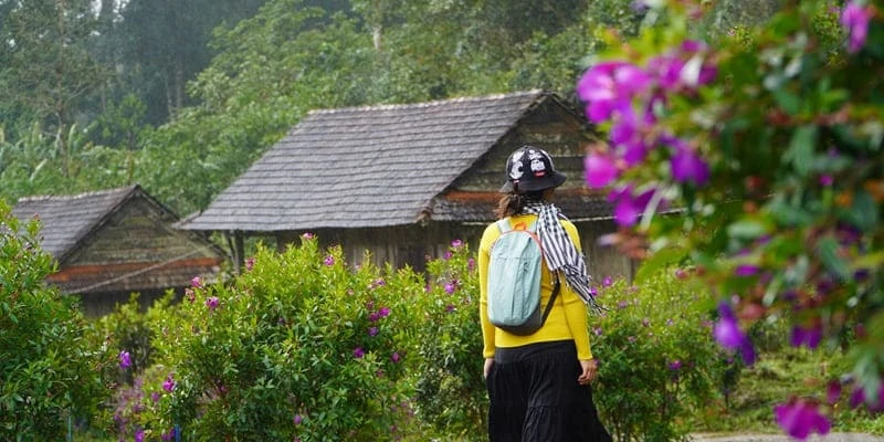 Hoa mua “nàng công chúa ngủ trong rừng” với sắc tím mộng mơ