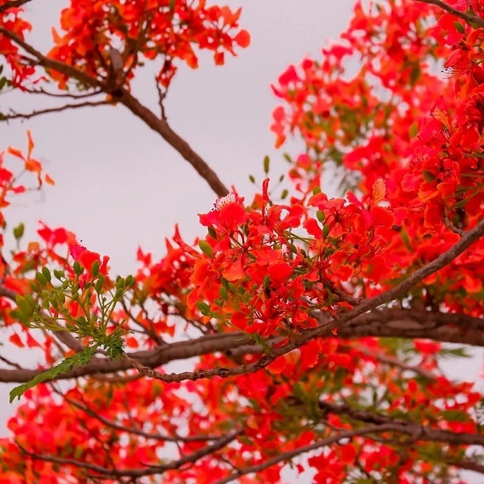 Hình ảnh tuyệt vời về vẻ đẹp của hoa phượng vĩ đỏ thắm