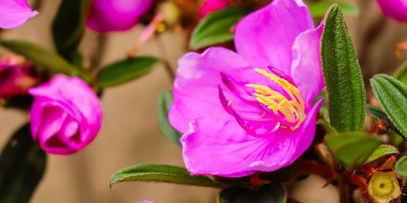 Hoa mua “nàng công chúa ngủ trong rừng” với sắc tím mộng mơ