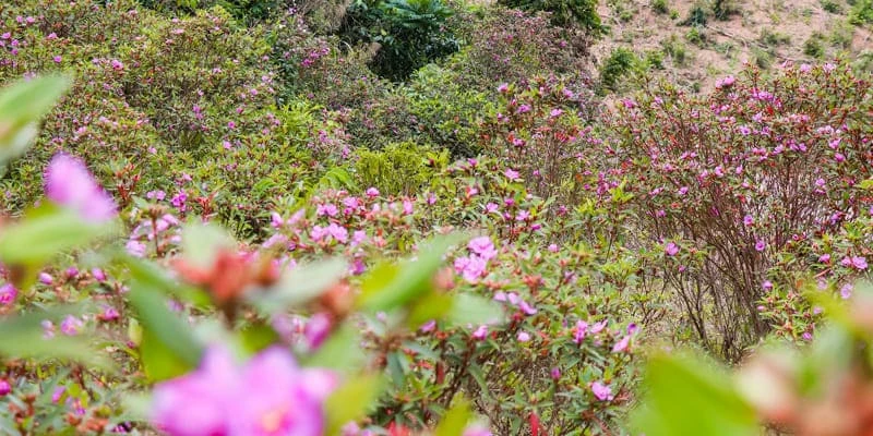 Hoa mua “nàng công chúa ngủ trong rừng” với sắc tím mộng mơ