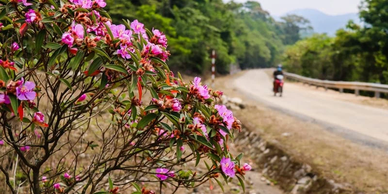 Hoa mua “nàng công chúa ngủ trong rừng” với sắc tím mộng mơ