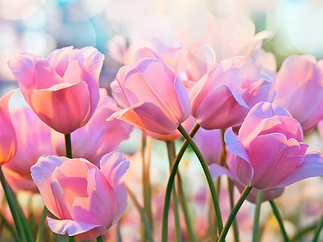 Khám Phá Vẻ Đẹp Của Hoa Tulip Hồng Tại Hà Lan