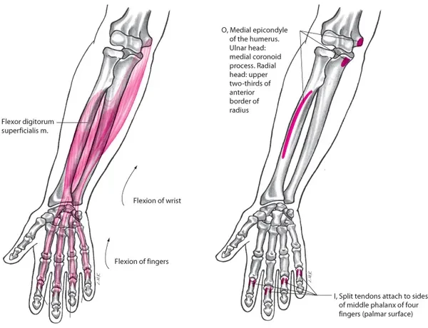 GIẢI PHẪU CHỨC NĂNG CỔ VÀ BÀN TAY. CƠ VÀ HOẠT ĐỘNG CƠ