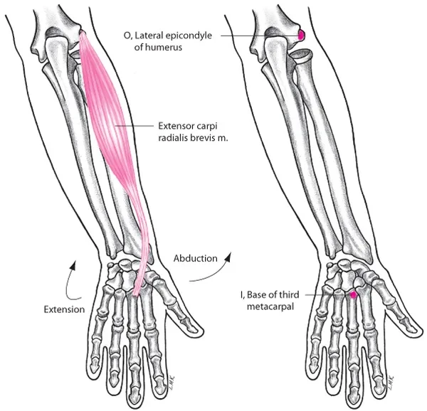 GIẢI PHẪU CHỨC NĂNG CỔ VÀ BÀN TAY. CƠ VÀ HOẠT ĐỘNG CƠ
