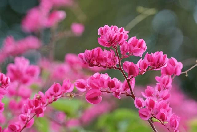 Category Archives: 999 Loài Hoa Đẹp Nhất Làm Say Lòng Người