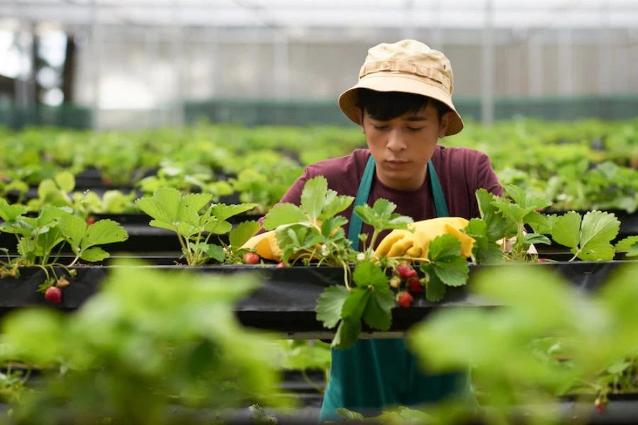 Cách Trồng Dâu Tây Bằng Hạt Dễ Thành Công Nhất