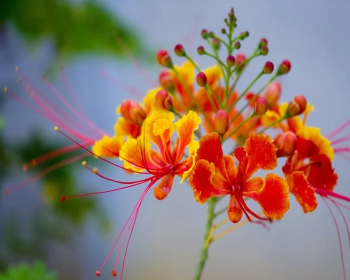 Hình ảnh tuyệt vời về vẻ đẹp của hoa phượng vĩ đỏ thắm