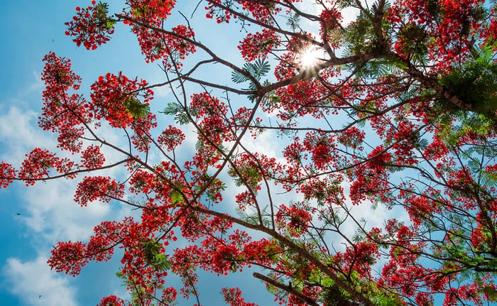 Hình ảnh tuyệt vời về vẻ đẹp của hoa phượng vĩ đỏ thắm