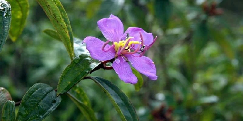 Hoa mua “nàng công chúa ngủ trong rừng” với sắc tím mộng mơ