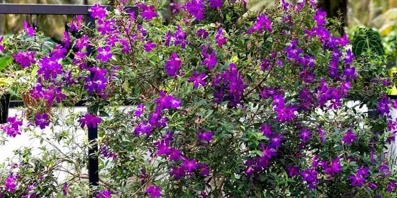 Hoa mua “nàng công chúa ngủ trong rừng” với sắc tím mộng mơ