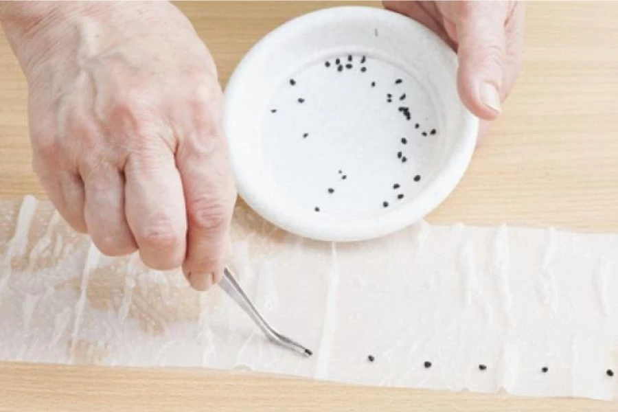 Cách Trồng Dâu Tây Bằng Hạt Dễ Thành Công Nhất