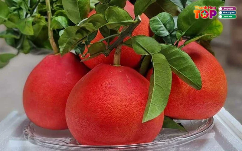 Top 13 đặc sản Thanh Hóa làm quà ai cũng mê