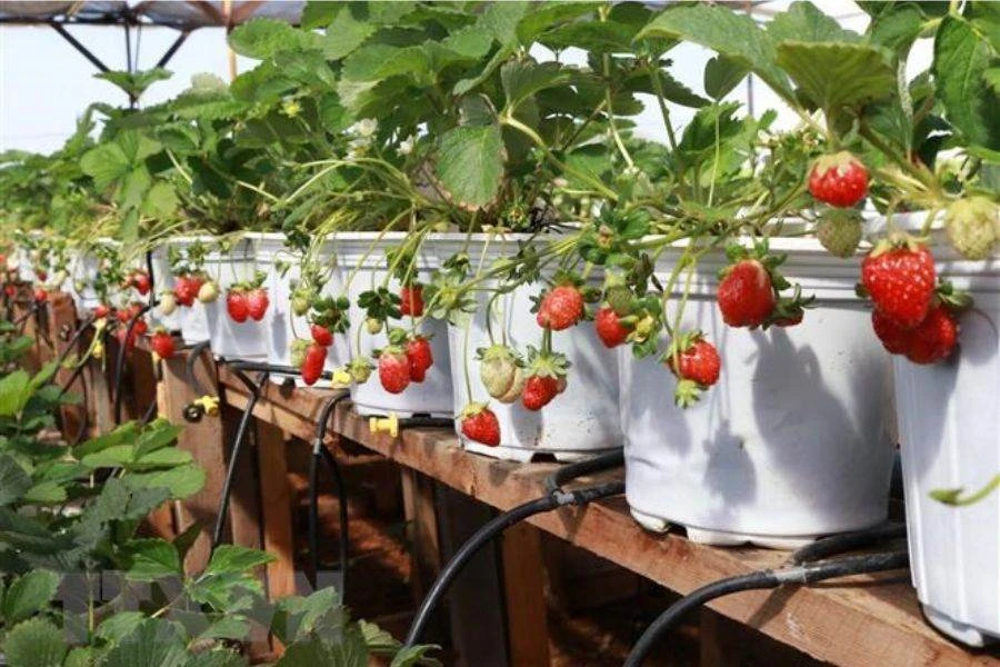 Cách Trồng Dâu Tây Bằng Hạt Dễ Thành Công Nhất