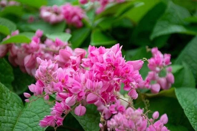 Category Archives: 999 Loài Hoa Đẹp Nhất Làm Say Lòng Người