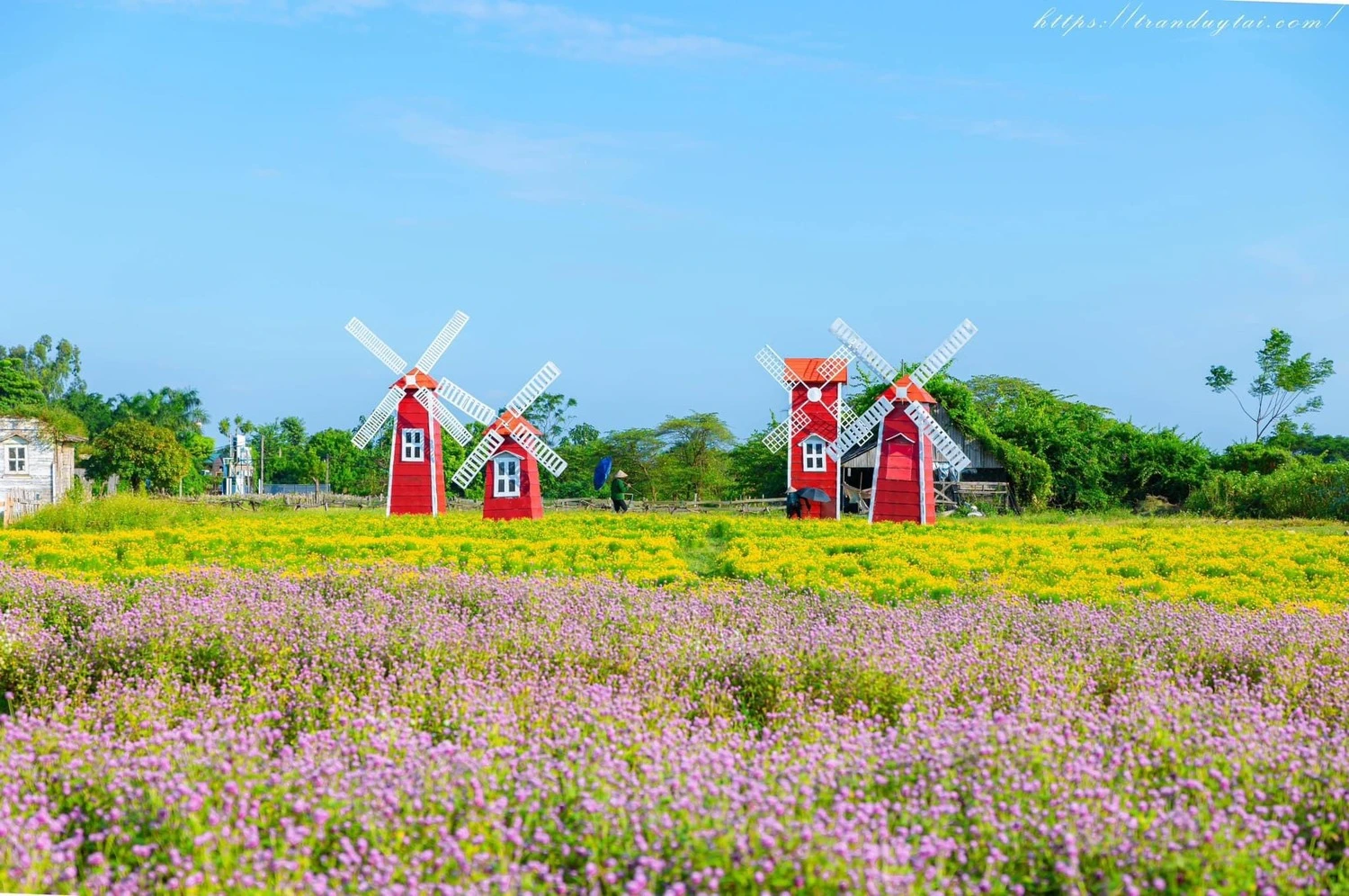 Phim trường Thảo nguyên hoa Long Biên - thiên đường check in sống ảo